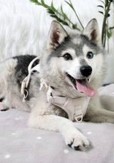 Exploration Lite No-Pull Dog Harness - Almond Nude (Final Sale)