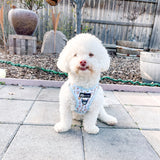 Step-In Dog Harness - Boba