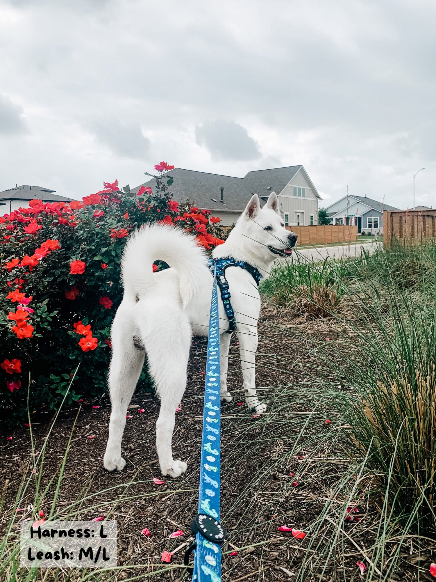 Ultimate Exploration No-Pull Harness Bundle Set - Dino (6-Piece)