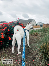 Ultimate Exploration No-Pull Harness Bundle Set - Dino (6-Piece)