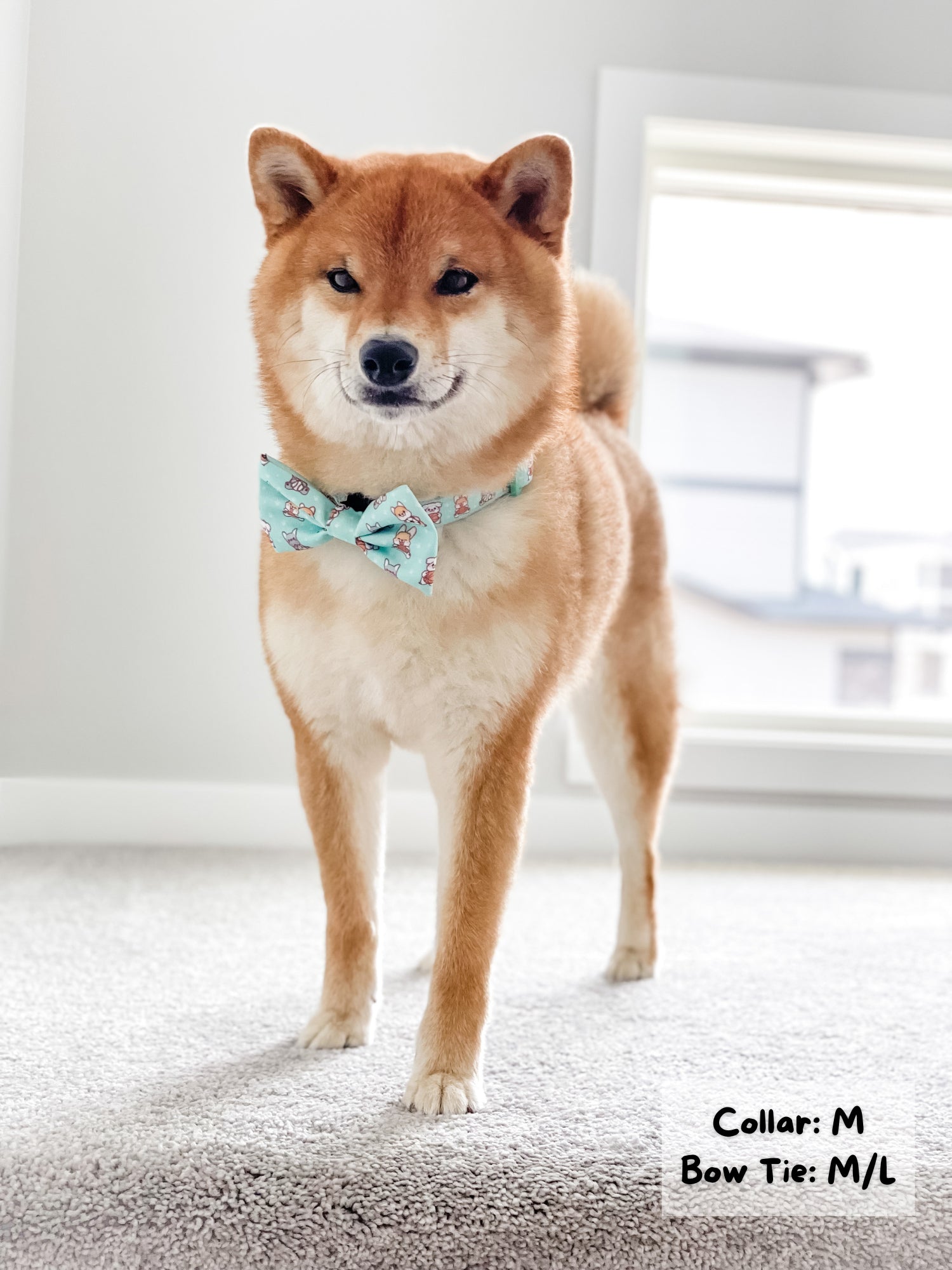 Dog Collar - Dream Team (Final Sale)