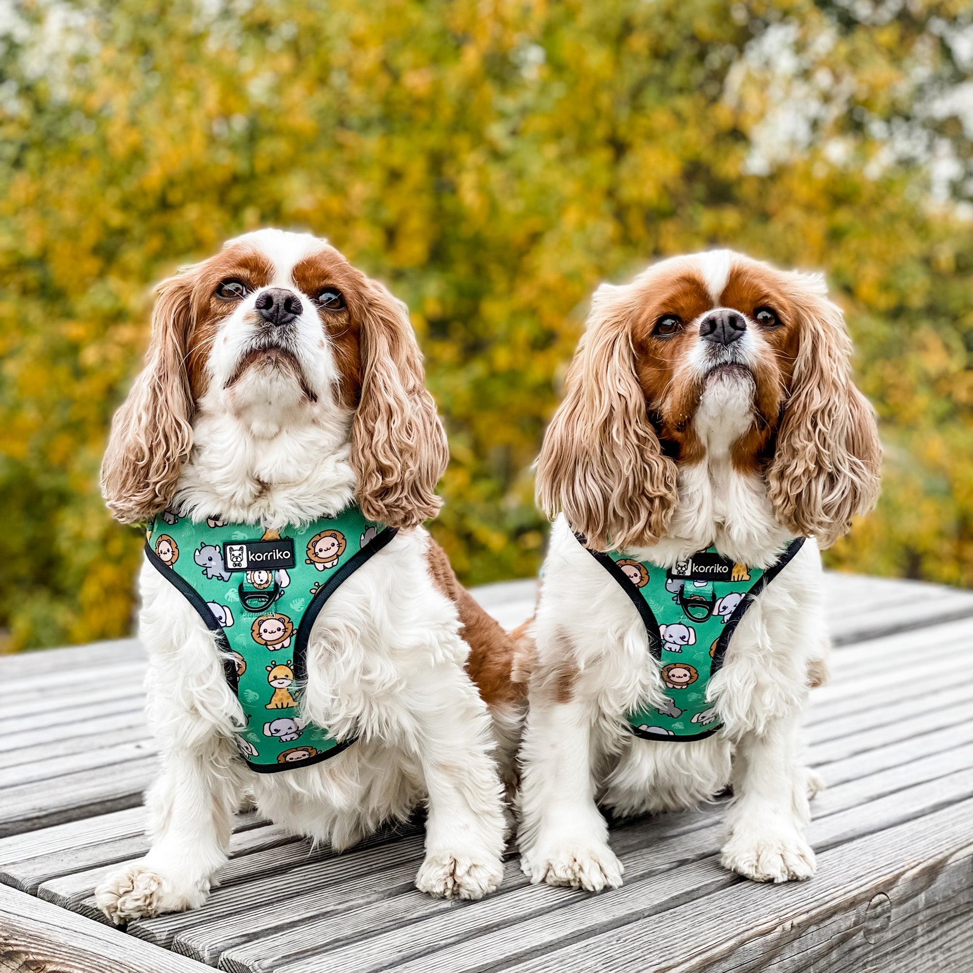 Adjustable Dog Harness - Safari (Final Sale)