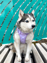Exploration Lite No-Pull Dog Harness - Lilac (Final Sale)