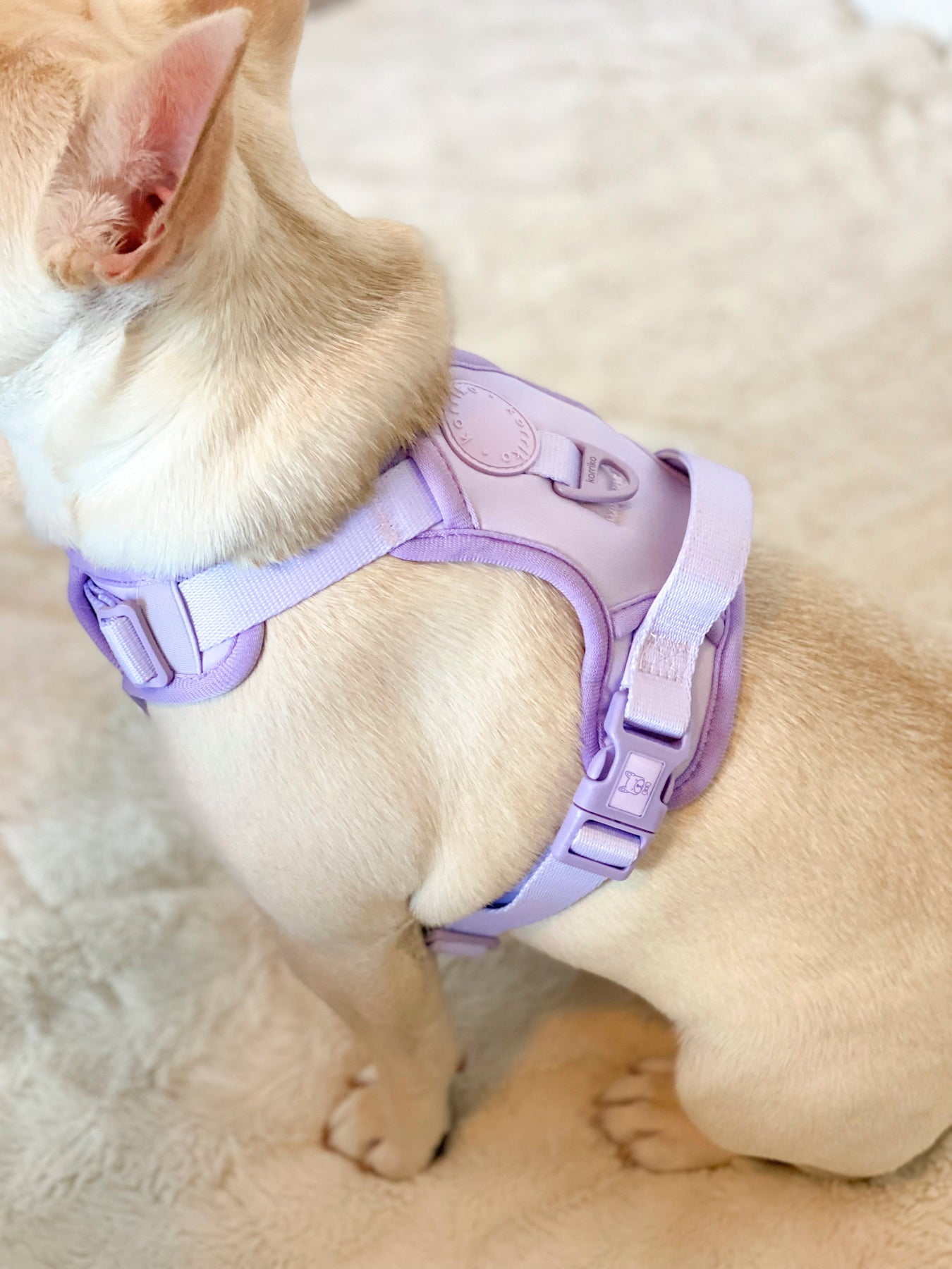 Exploration Lite No-Pull Dog Harness - Lilac (Final Sale)