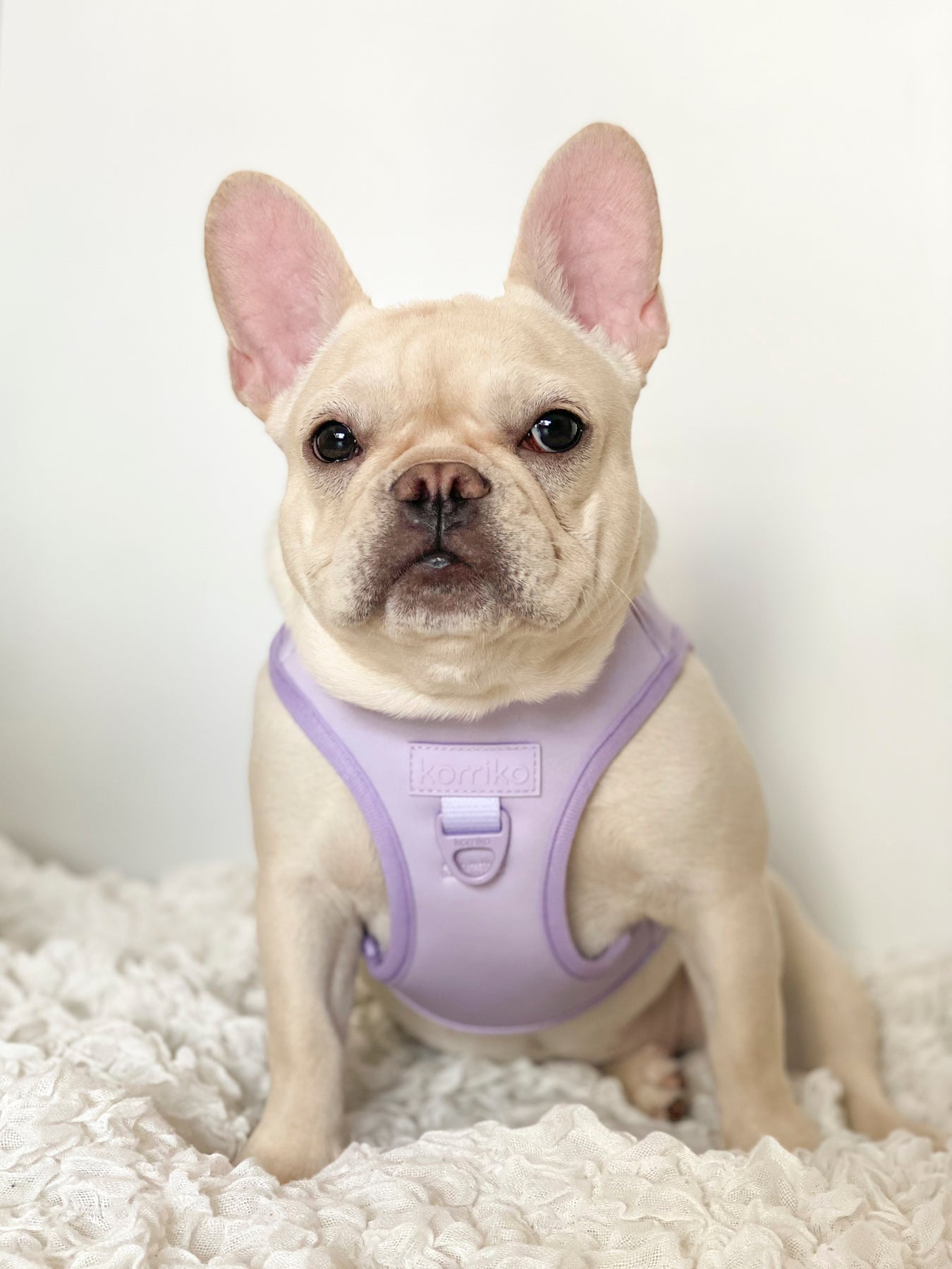 Step-In Dog Harness - Lilac (Final Sale)