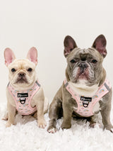 Ultimate Step-In Harness Bundle Set - Over The Rainbow (6-Piece)