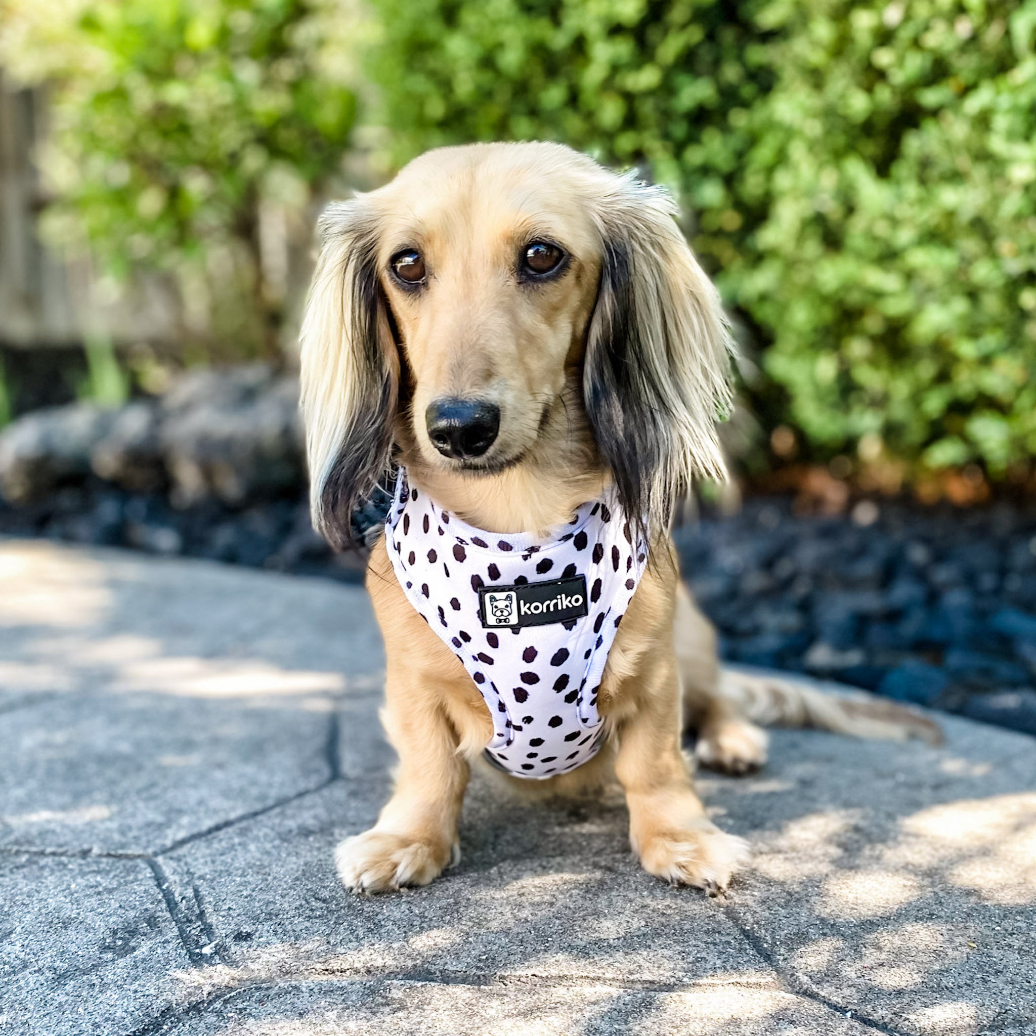 Adjustable Dog Harness - Spotted (SECONDS - FINAL SALE)