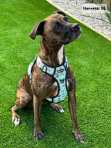 Exploration Lite No-Pull Dog Harness - Sushi