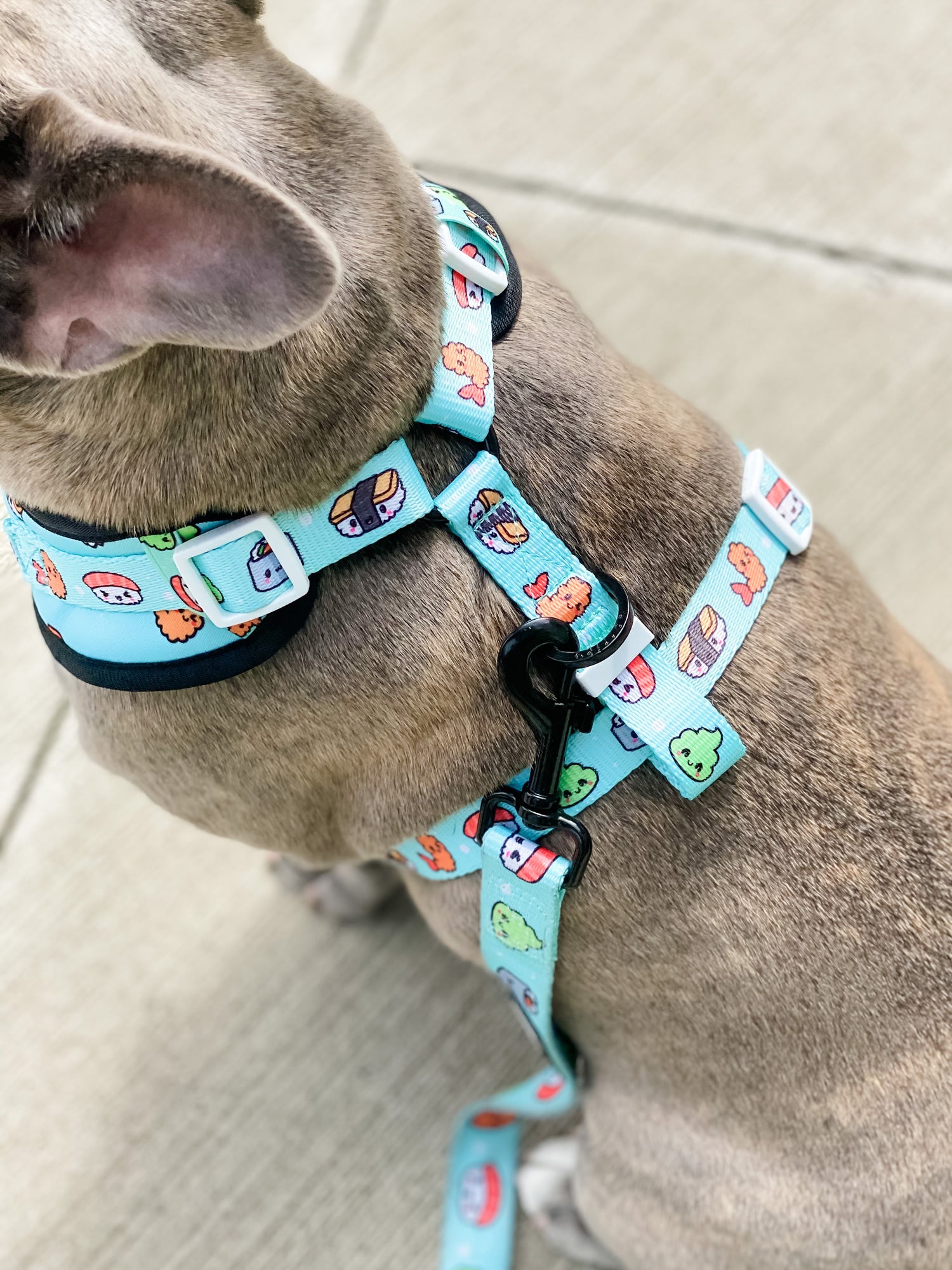 Adjustable Dog Harness - Sushi (SECONDS - FINAL SALE)