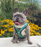 Adjustable Dog Harness - Safari (Final Sale)