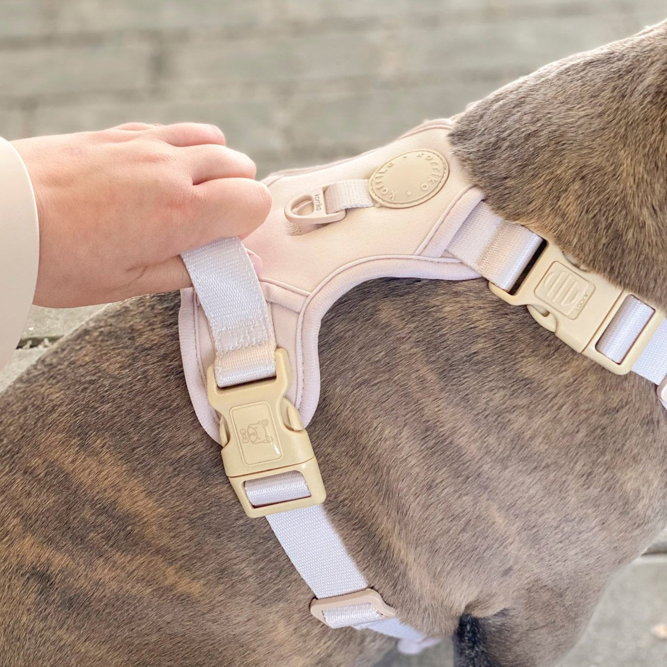 Starter Walk Kit - Exploration No-Pull Harness- Almond Nude (3-Piece)