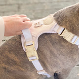 Starter Walk Kit - Exploration No-Pull Harness- Almond Nude (3-Piece)