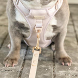 Starter Walk Kit - Exploration No-Pull Harness- Almond Nude (3-Piece)