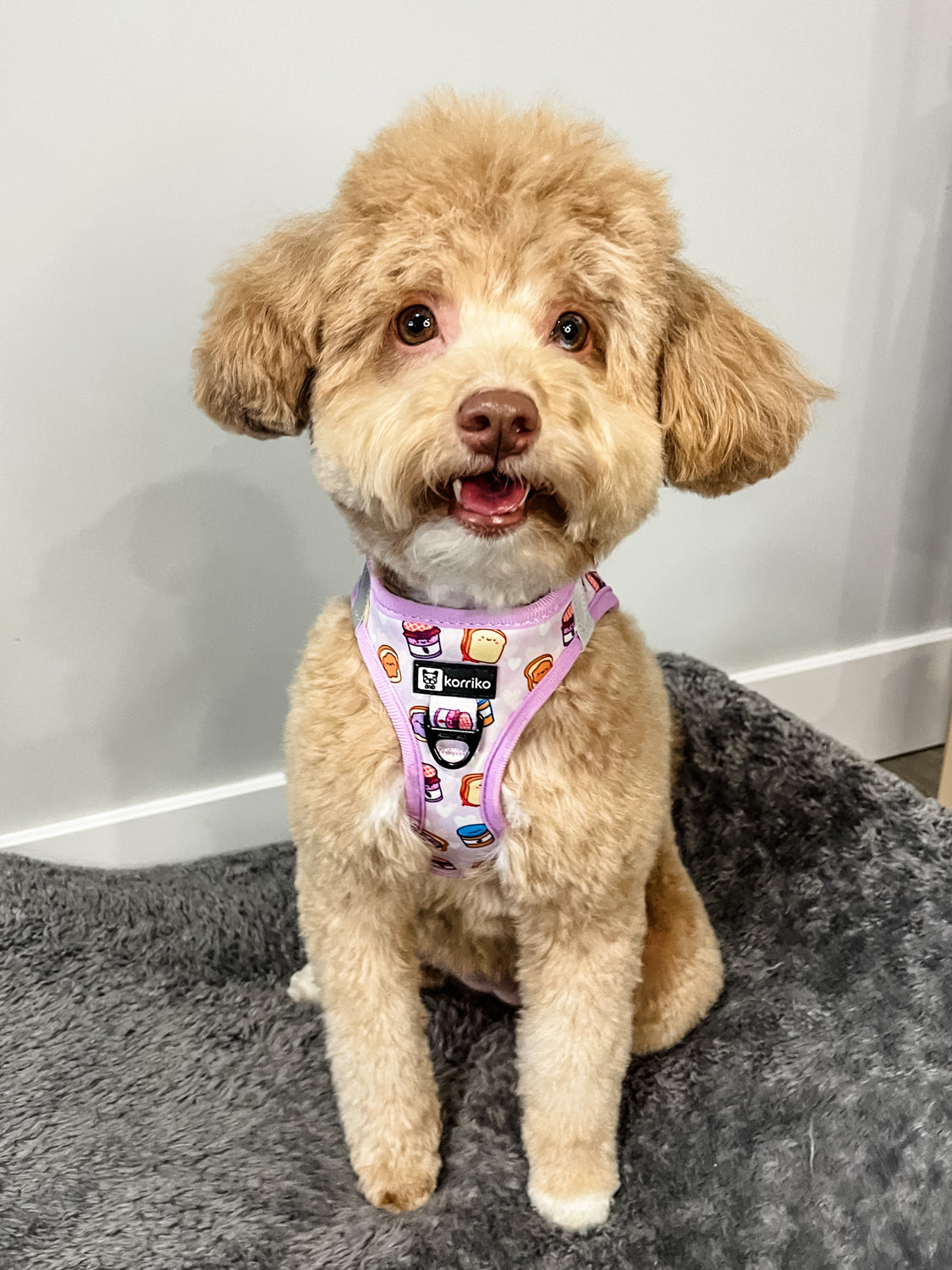 Step-In Dog Harness - Peanut Butter Jelly