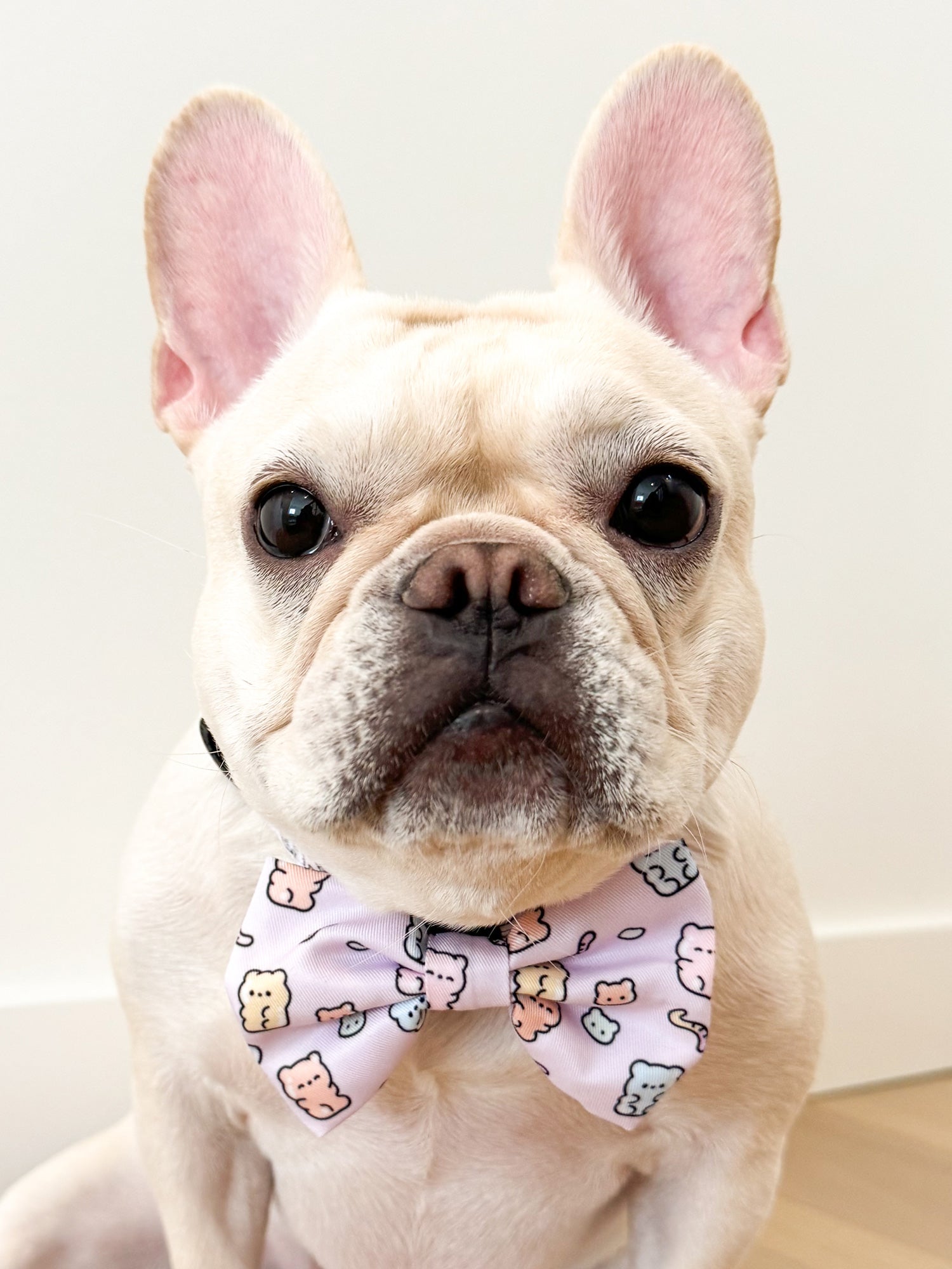 Ultimate Collar Bundle Set - Gummy Bear (5-Piece)