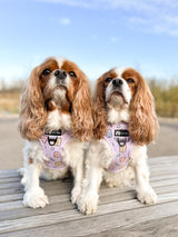 Adjustable Dog Harness - Gummy Bear (SECONDS - FINAL SALE)