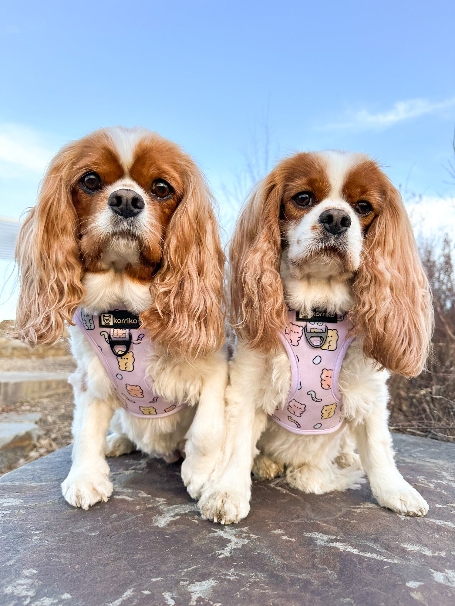 Adjustable Dog Harness - Gummy Bear