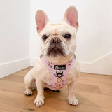 Step-In Dog Harness - Gummy Bear