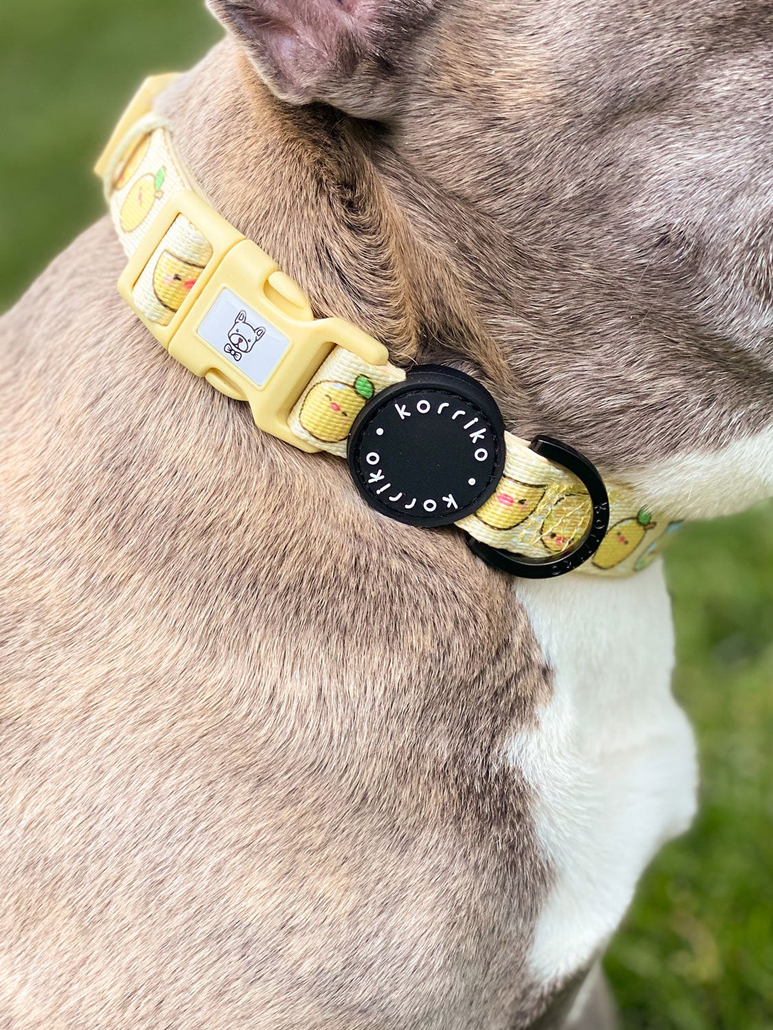 Ultimate Collar Bundle Set - Lemonade (5-Piece)