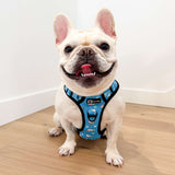 Exploration Lite No-Pull Dog Harness - Shark