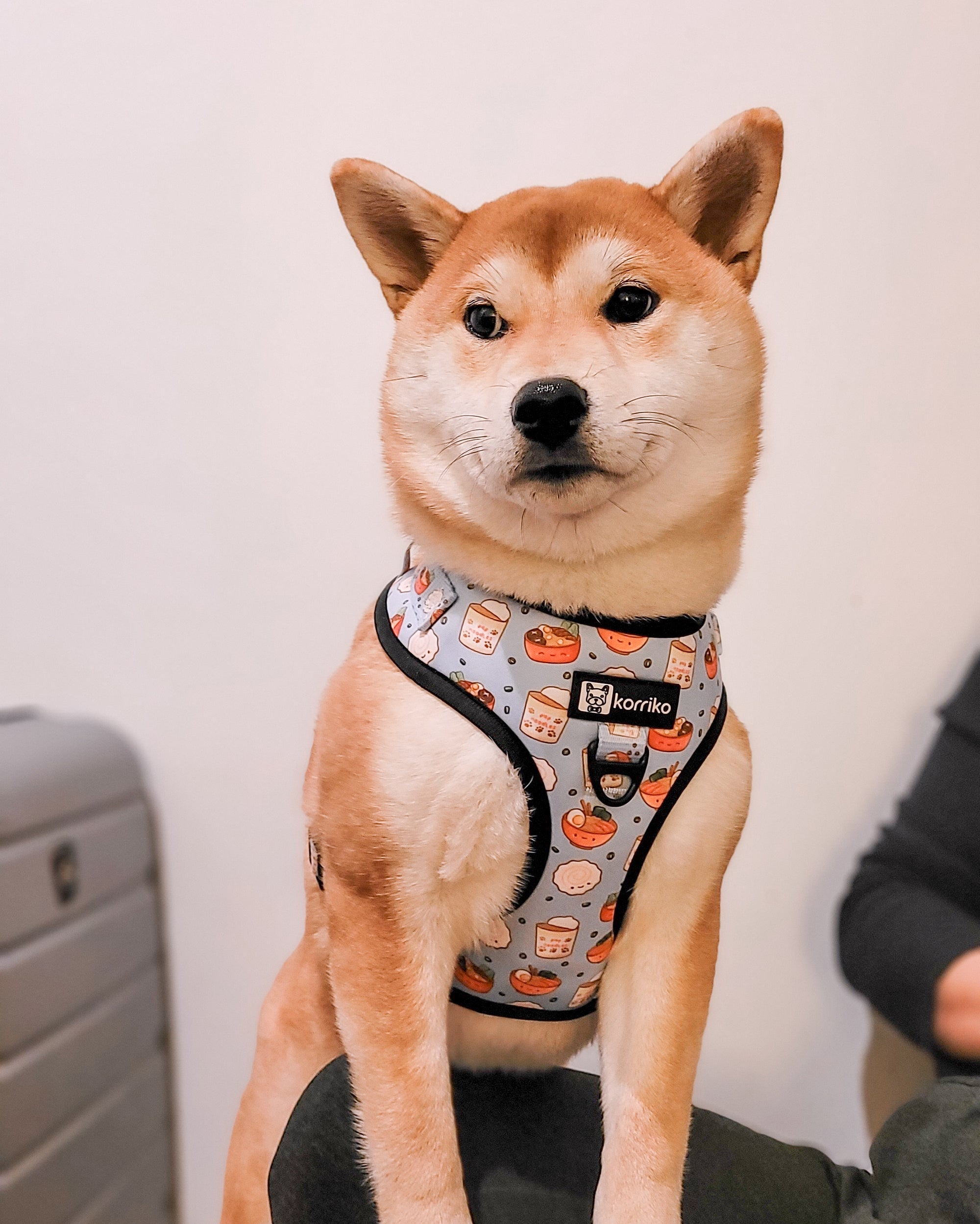 Adjustable Dog Harness - Ramen