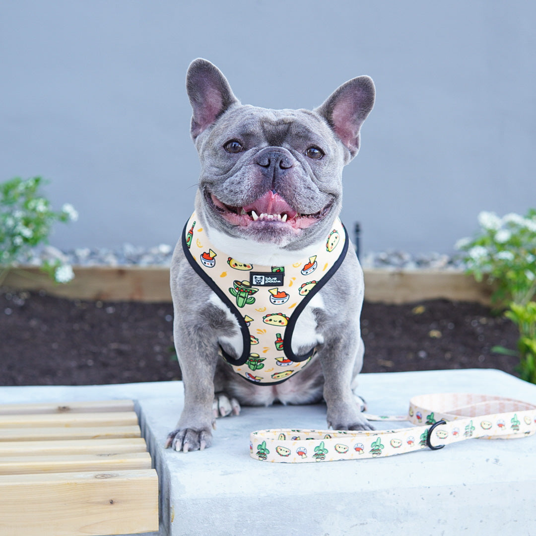 Reversible Dog Harness - Taco Fiesta (BPC - SECONDS - FINAL SALE)