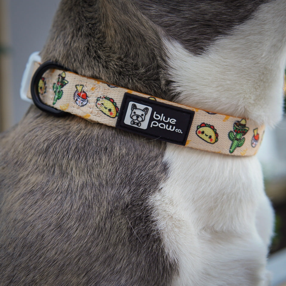 Dog Collar - Taco Fiesta (BPC - SECONDS - FINAL SALE)