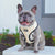 Reversible Dog Harness - Taco Fiesta (BPC - SECONDS - FINAL SALE)