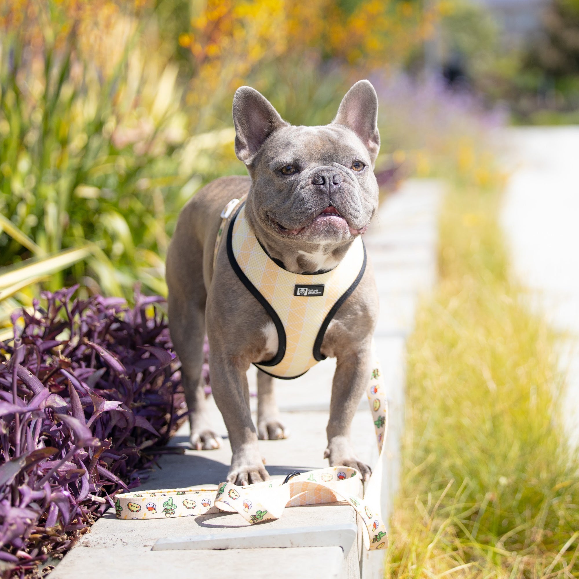 Reversible Dog Harness - Taco Fiesta (BPC - SECONDS - FINAL SALE)
