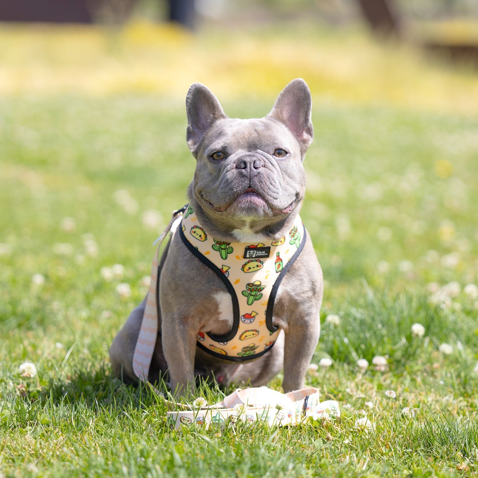 Reversible Dog Harness - Taco Fiesta (BPC - SECONDS - FINAL SALE)