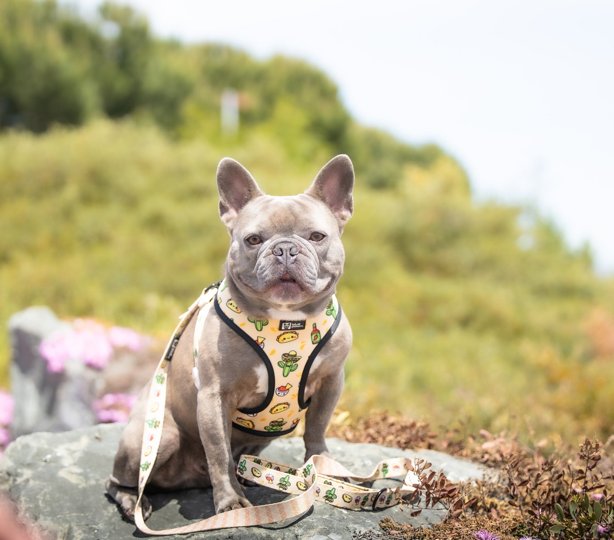 Reversible Dog Harness - Taco Fiesta (BPC - SECONDS - FINAL SALE)