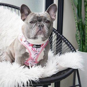 Adjustable Dog Harness - Rosa