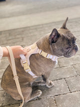Exploration Lite No-Pull Dog Harness - Almond Nude (Final Sale)