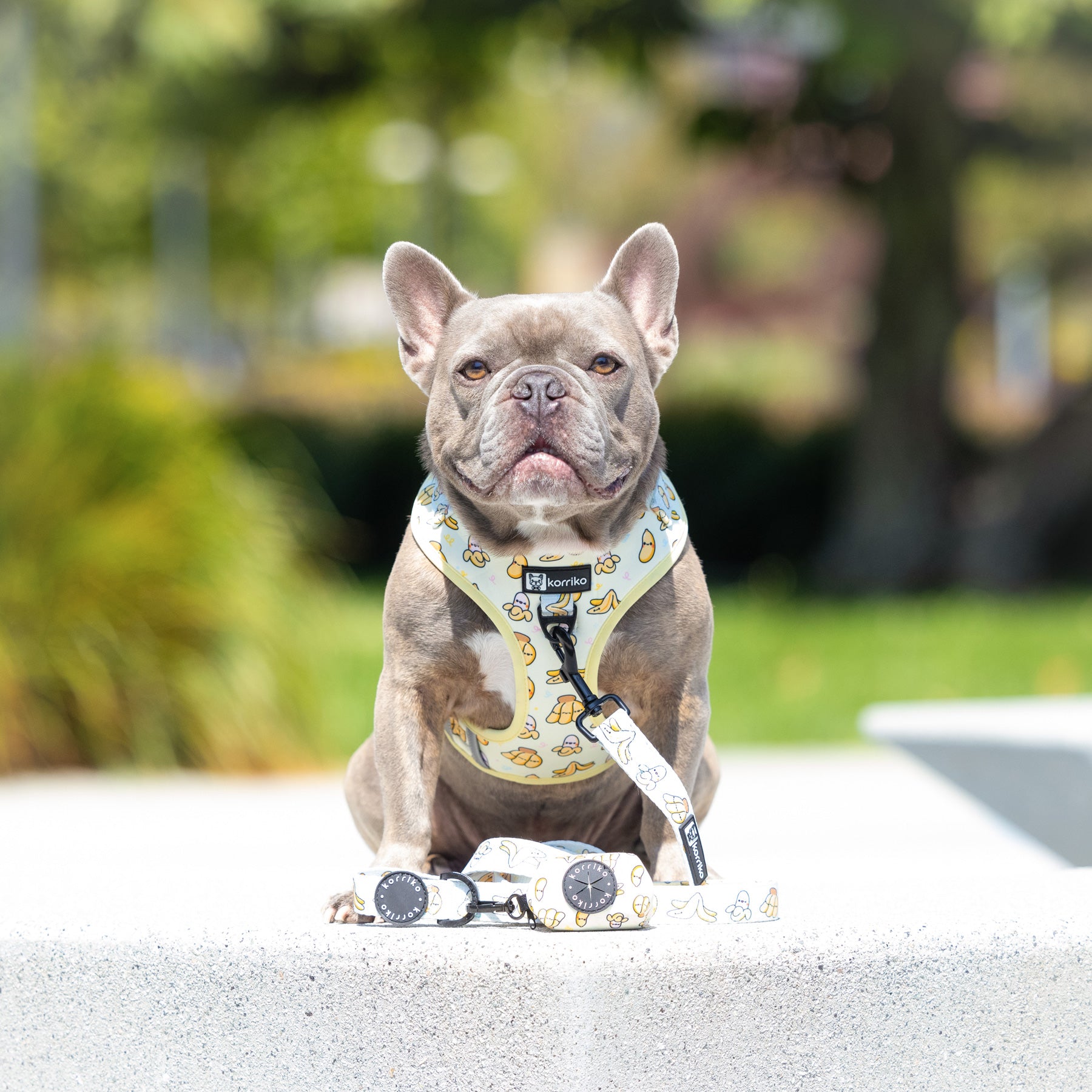 Adjustable Dog Harness - Go Bananas