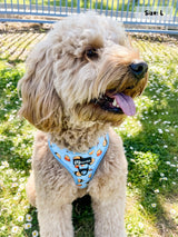 Adjustable Dog Harness - Honeybee (SECONDS - FINAL SALE)