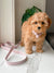 Signature Collar & Leash Set - Blush Pink (Final Sale)