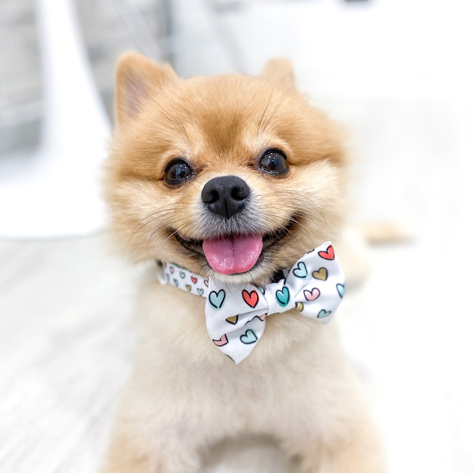 Dog Bow Tie - Feel The Love