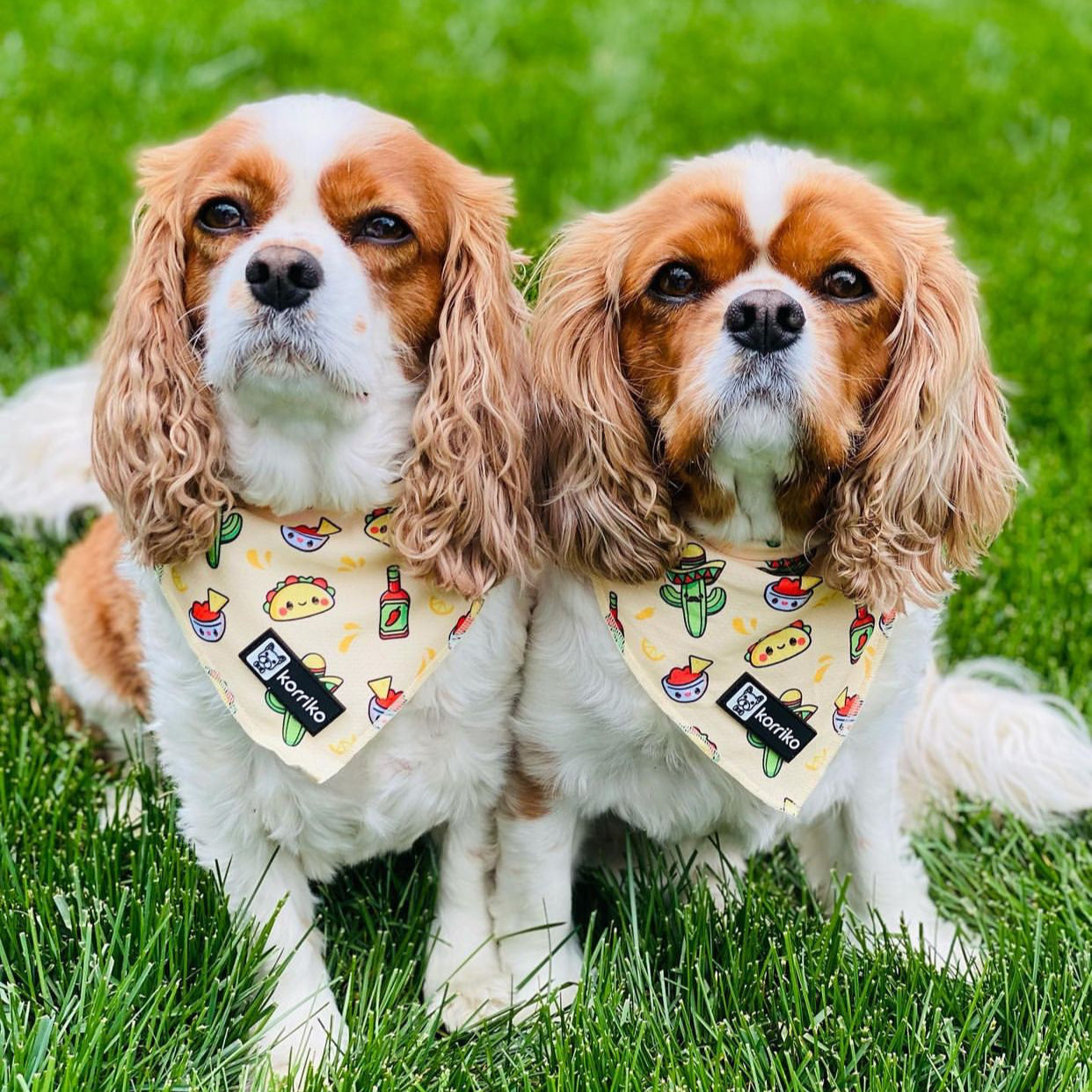 Cooling Dog Bandana - Taco Fiesta