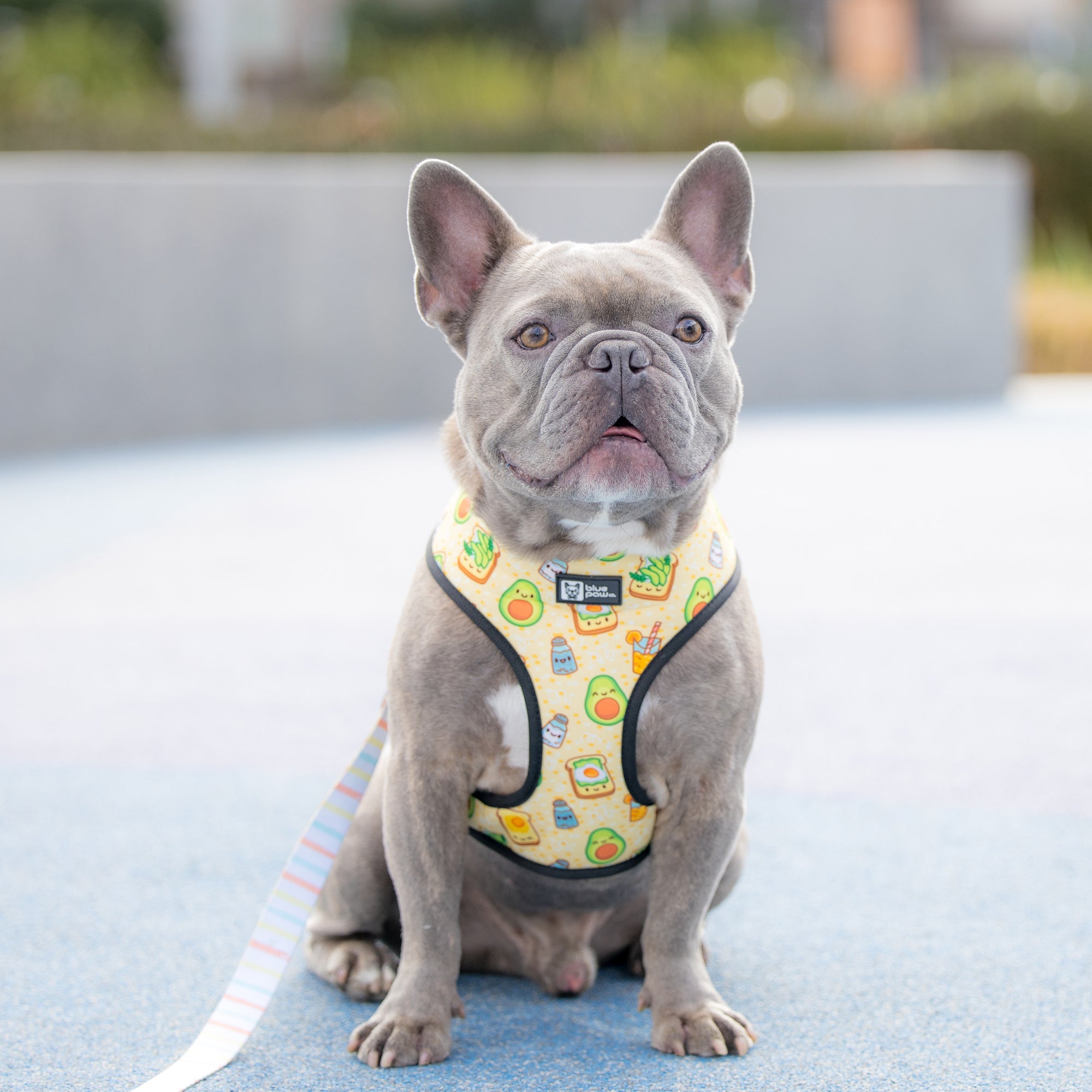 Reversible Dog Harness - Avocado Toast (BPC - SECONDS - FINAL SALE)