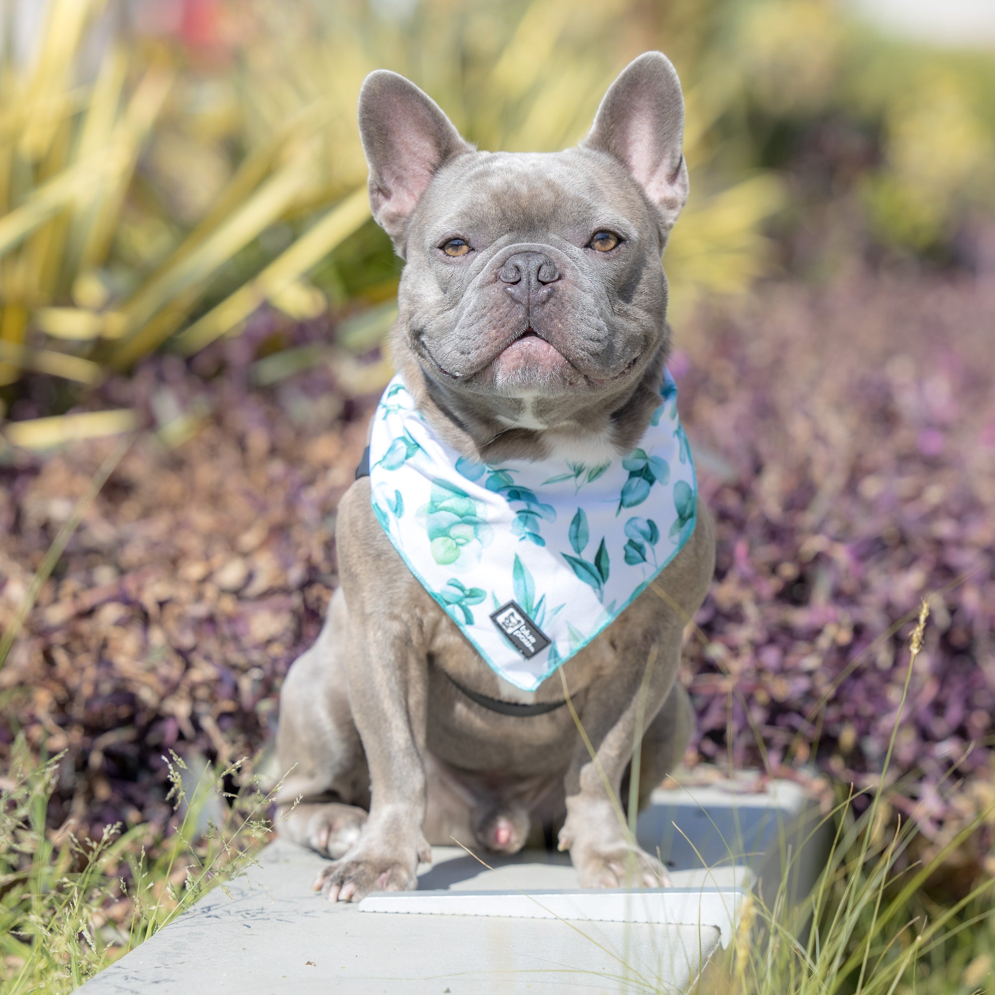 Cooling Dog Bandana - Modern Eucalyptus (Blue Paw Co. - FINAL SALE)