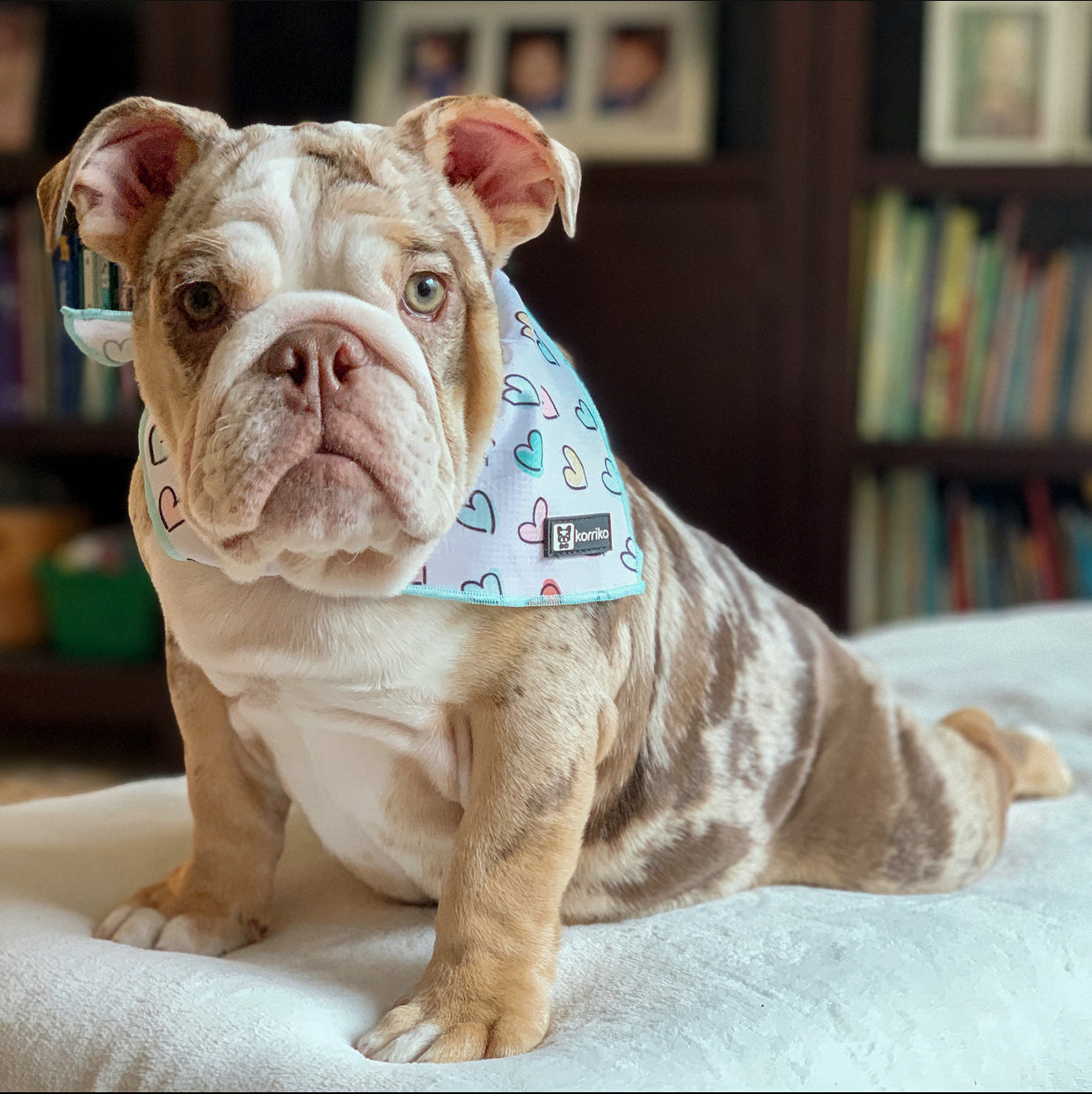 Cooling Dog Bandana - Feel The Love