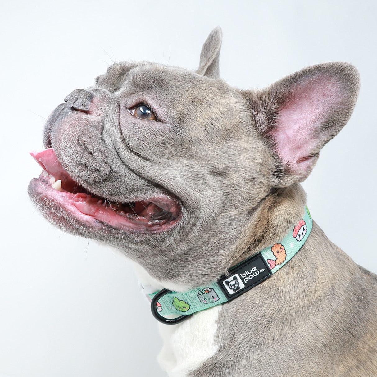Dog Collar - Sushi (Blue Paw Co. - FINAL SALE)