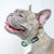Dog Collar - Sushi (Blue Paw Co. - FINAL SALE)