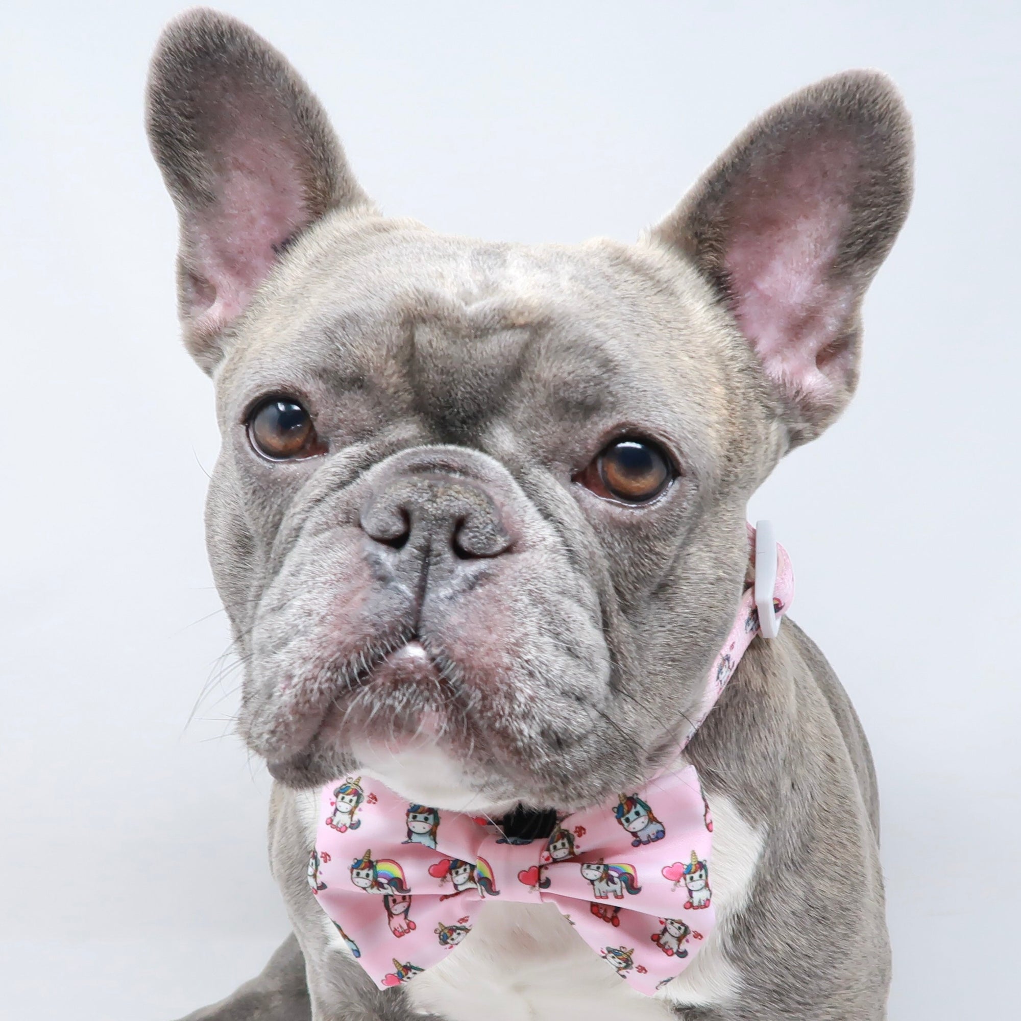 Dog Collar - Hearts & Horns (Blue Paw Co. - FINAL SALE)