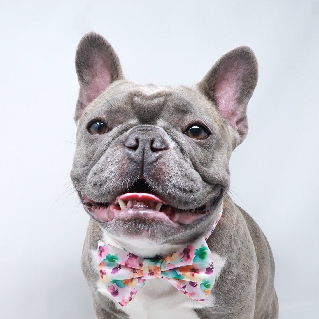 Dog Bow Tie - Full Bloom (Blue Paw Co. - FINAL SALE)