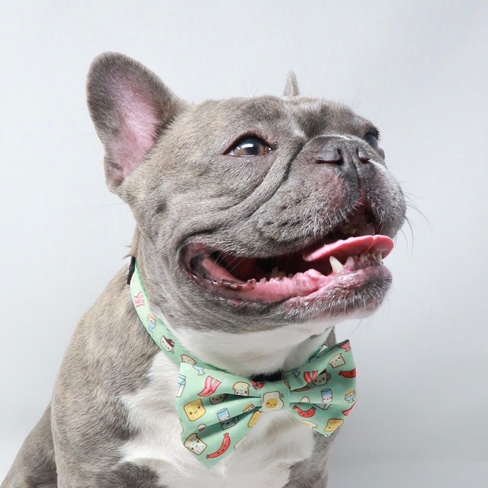 Dog Collar - Thanks A Brunch (Blue Paw Co. - FINAL SALE)