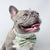 Dog Collar - Thanks A Brunch (Blue Paw Co. - FINAL SALE)