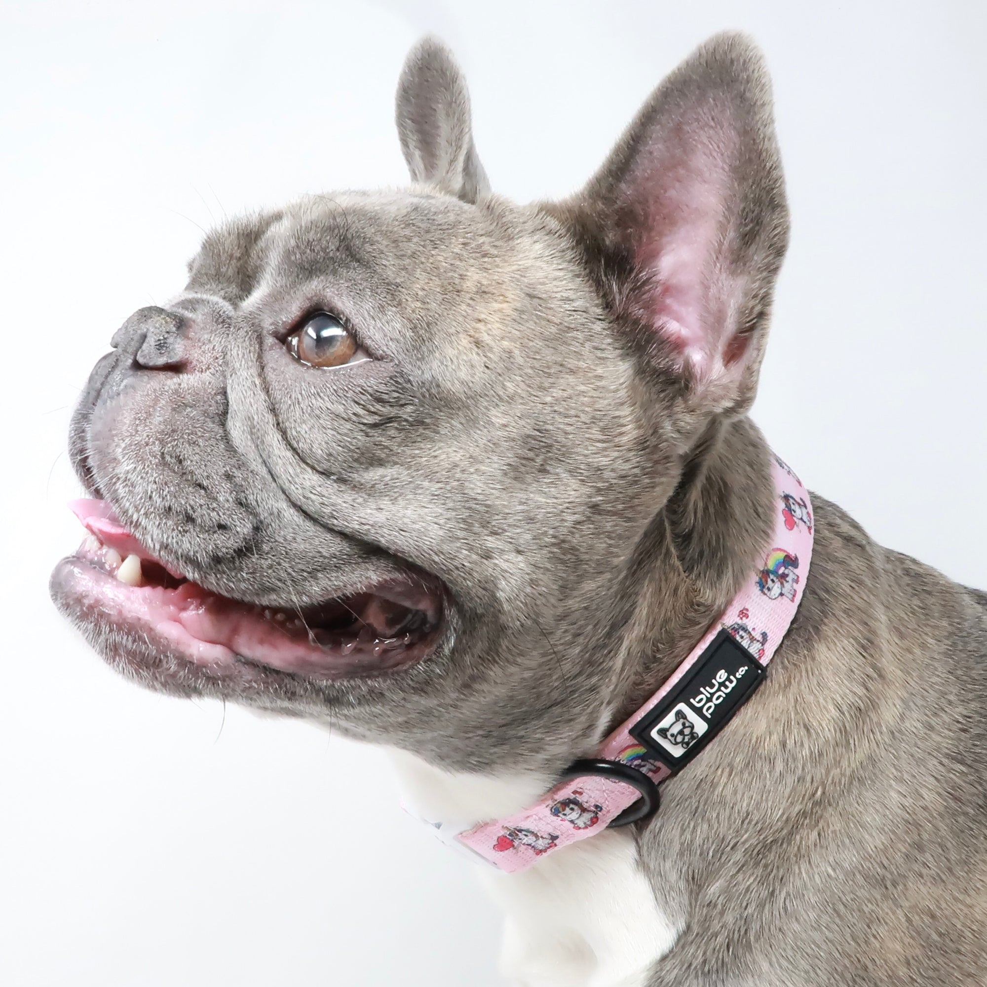 Dog Collar - Hearts & Horns (Blue Paw Co. - FINAL SALE)