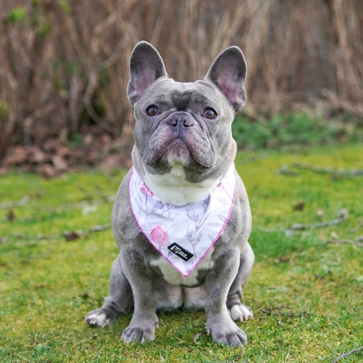Cooling Dog Bandana - Fleur (Blue Paw Co. - FINAL SALE)