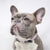Dog Collar - Piece of Cake (Blue Paw Co. - FINAL SALE)